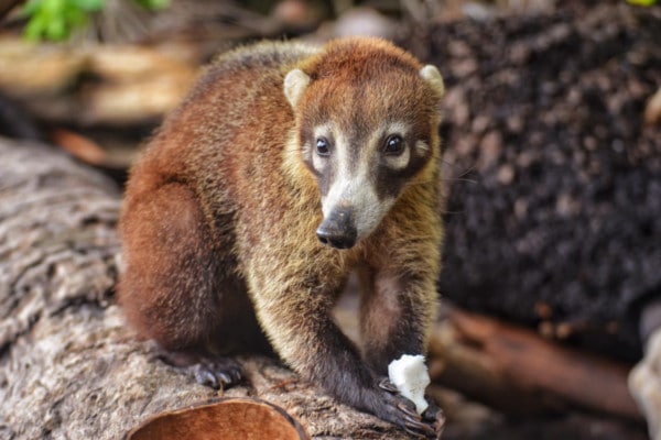 Coatí Corcovado Costa Rica