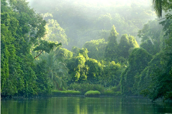 What you can see on a Corcovado Tour ?