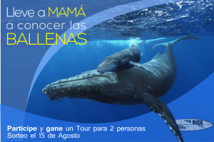 Avistamiento de Ballenas Jorobadas