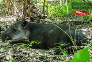 Tapir. Tour en el Parque Nacional Corcovado
