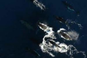 Humpack whales migration