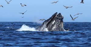 Ballena jorobada alimentandose
