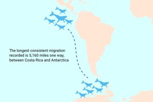 Humpback Whales Migration Path