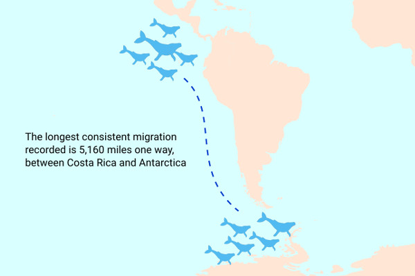 Humpback Whales Migration Path