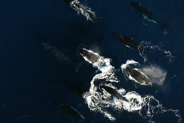 humpback whales migration to central america