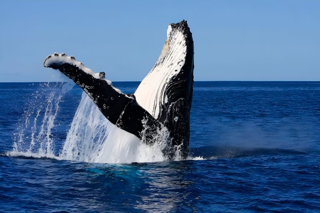 ballena jorobada alimentandose