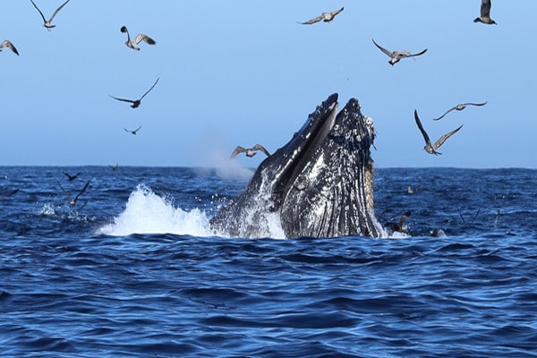 Ballena jorobada alimentándose