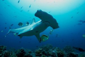 La vida secreta de los Tiburones