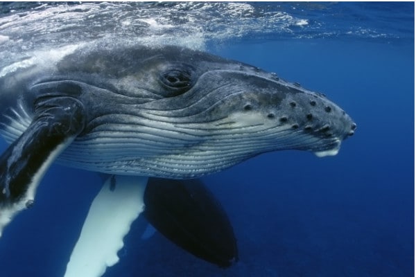 Ballenas jorobadas ayudan a alimentar a otras