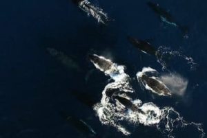 Gran migracion de las ballenas Jorobadas
