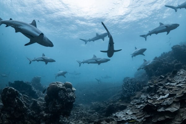 Dentículos de los tiburones les hacen nadar y cazar más rápido