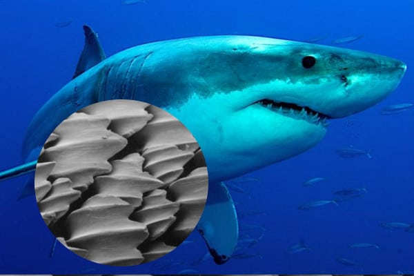 La acidez del océano afecta la piel de los tiburones