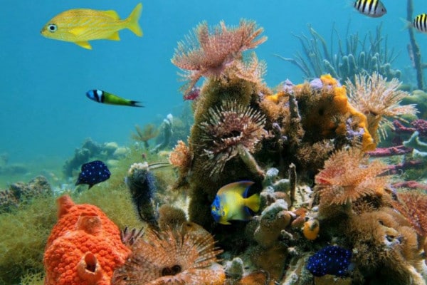 Parque Nacional Cahuita es excelente para el Snorkeling