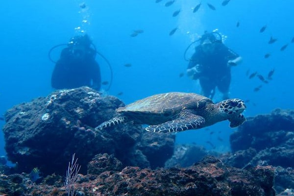 Buceo en la Isla del Caño. El mejor buceo de Costa Rica