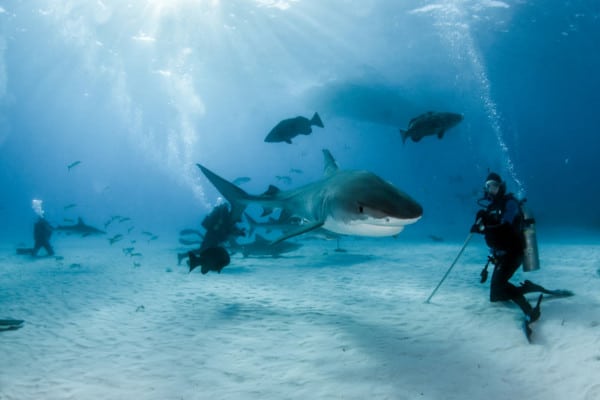 El buceo con tiburones podría salvarlos de su extinción