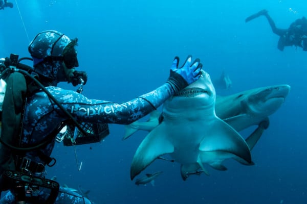 Buceo con tiburones. Evitar tocar las especies.