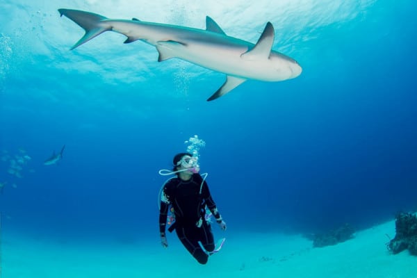 Buceo con tiburones