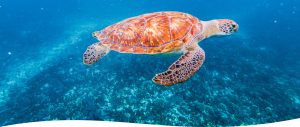 Marino Ballena Snorkeling Tour