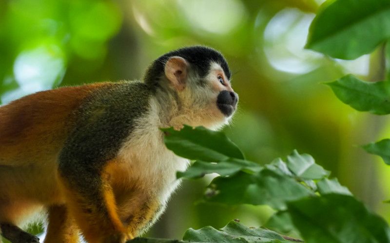 Corcovado National Park Tour