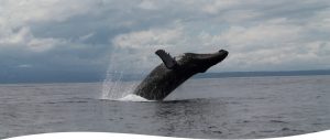 Whale watching Costa Rica