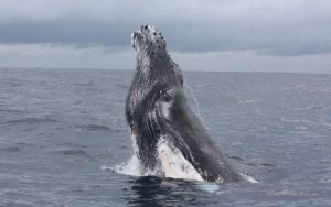 Whale watching Tour at Bahía Ballena
