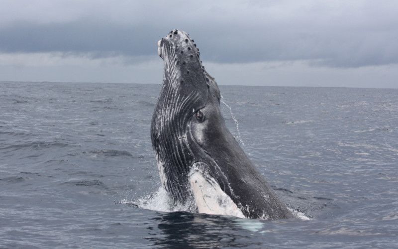 swimming with whales- Whale watching Tour at Bahía Ballena