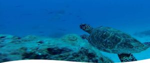 Tour snorkel Marino Ballena