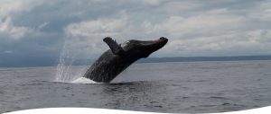 Avistamiento de ballenas jorobadas