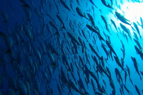 Peces en la Isla del Caño