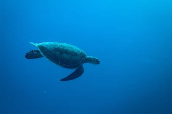 Viajes de buceo a Isla del Caño