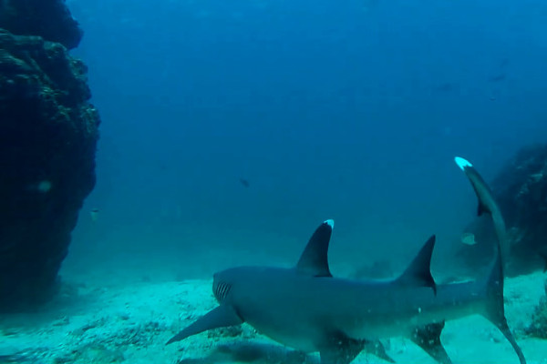 Sharks at Caño Island