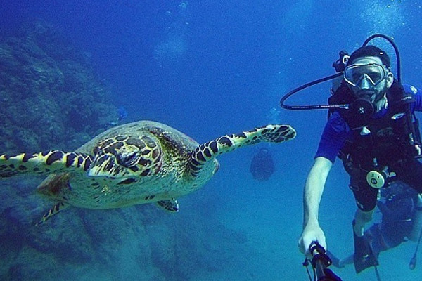 Turtle at Caño Islad