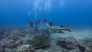 Group of divers looking at turtle in Caño Island