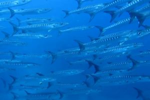 Fishes at Devil's pinnacle at Caño Island