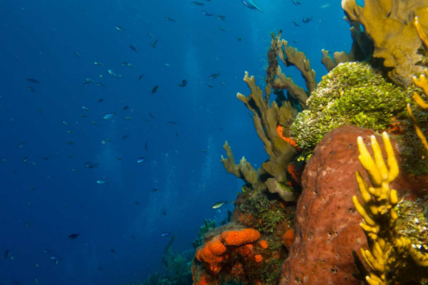 Scuba diving Puerto Viejo Costa Rica