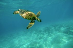 Turtle at Caño Island during Snorkeling