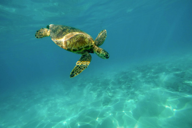 Turtle at Caño Island during Snorkeling