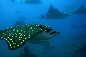 Scuba diving and snorkeling in Catlina Islands