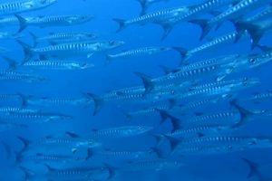 Peces en isla del Caño