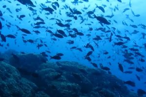 Peces en Bajo del Diablo