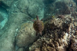 Buceo en Costa Rica. Tortuga