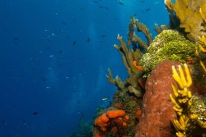 Buceo en Puerto Viejo, Límón, Costa Rica