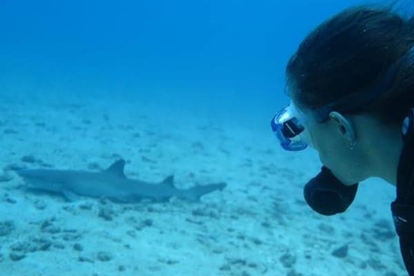 Buceo en Costa Rica, Tiburon en isla del caño