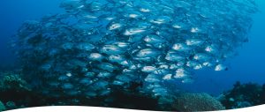 Best Scuba diving in Costa Rica
