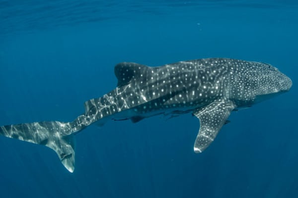 Tiburón ballena Costa Rica