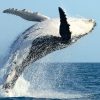 Tour ballenas Costa Rica