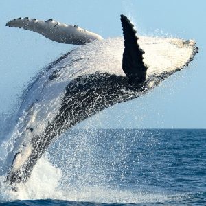Tour ballenas Costa Rica