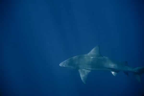 Tiburón Toro en Isla del Caño