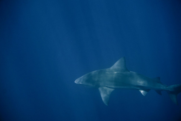 Whale shark at Caño Island