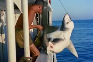 Matanza de tiburones, El mundo del silencio